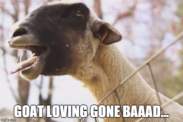GOAT LOVING GONE BAAAD... | image tagged in goat a go | made w/ Imgflip meme maker