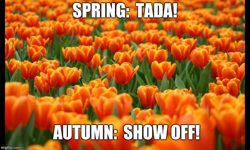 Tulip show off | SPRING:  TADA! AUTUMN:  SHOW OFF! | image tagged in sea of tulips | made w/ Imgflip meme maker