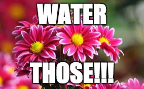 WATER THOSE!!! | image tagged in h | made w/ Imgflip meme maker