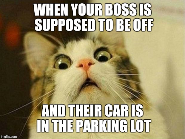 Scared Cat Meme | WHEN YOUR BOSS IS SUPPOSED TO BE OFF AND THEIR CAR IS IN THE PARKING LOT | image tagged in memes,scared cat | made w/ Imgflip meme maker