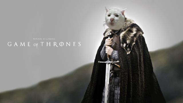 High Quality Game of thrones serious cat Blank Meme Template