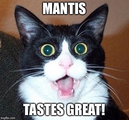 whoa cat | MANTIS TASTES GREAT! | image tagged in whoa cat | made w/ Imgflip meme maker