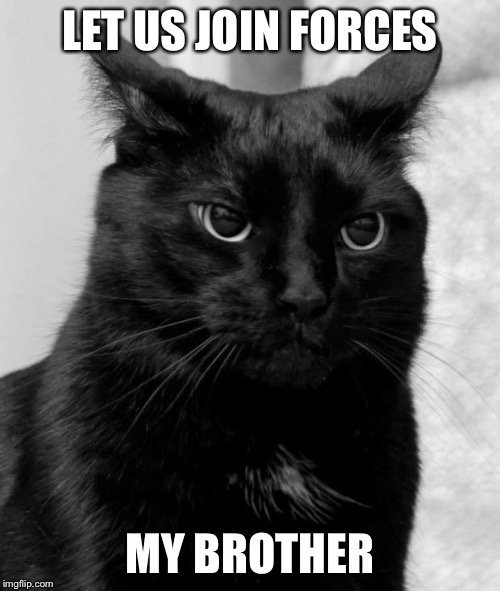 pissed cat | LET US JOIN FORCES MY BROTHER | image tagged in pissed cat | made w/ Imgflip meme maker
