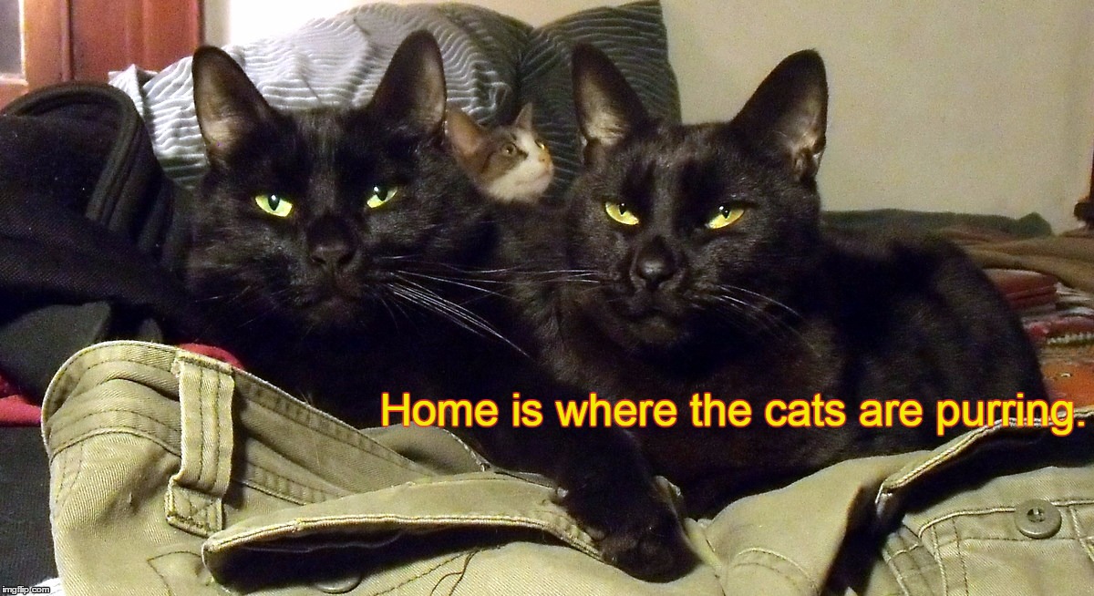 Home is where the cats are purring | Home is where the cats are purring. | image tagged in max,laura earle | made w/ Imgflip meme maker