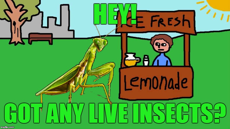 Praying Mantis | HEY! GOT ANY LIVE INSECTS? | image tagged in memes,the duck song,praying mantis | made w/ Imgflip meme maker