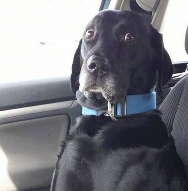 black lab wide eyed dog Blank Meme Template