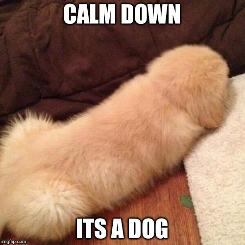 Doge | CALM DOWN ITS A DOG | image tagged in memes,dirty mind,funny,doge,dogs | made w/ Imgflip meme maker