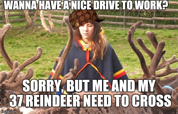 Scumbag Sámi Reindeer Herders | WANNA HAVE A NICE DRIVE TO WORK? SORRY, BUT ME AND MY 37 REINDEER NEED TO CROSS | image tagged in scumbag,reindeer,finland | made w/ Imgflip meme maker