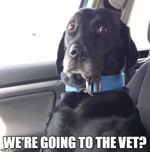 black lab wide eyed dog | WE'RE GOING TO THE VET? | image tagged in black lab wide eyed dog | made w/ Imgflip meme maker