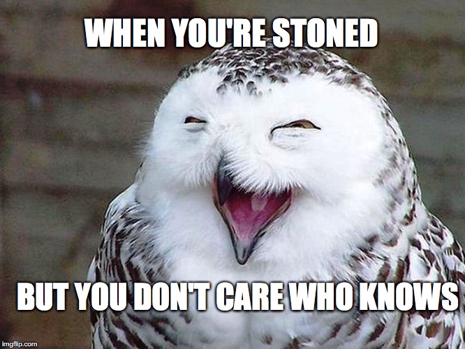 WHEN YOU'RE STONED BUT YOU DON'T CARE WHO KNOWS | image tagged in stoned owl | made w/ Imgflip meme maker