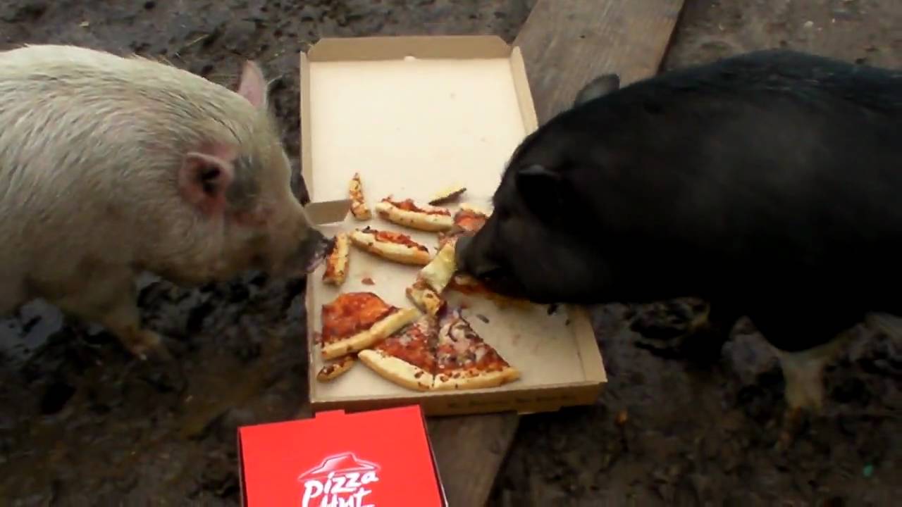 Pizza pigs Blank Meme Template