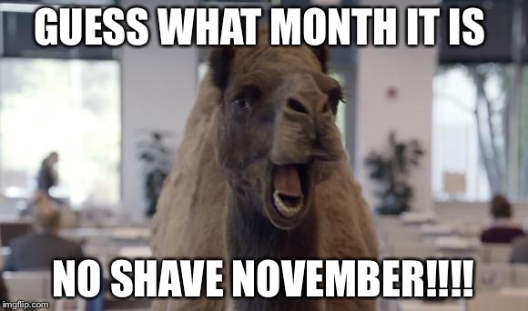 No shave November camel | GUESS WHAT MONTH IT IS NO SHAVE NOVEMBER!!!! | image tagged in hump day camel,no shave november,november,hump day,beard | made w/ Imgflip meme maker
