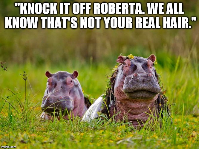 Hairy Hairy Hippos. | "KNOCK IT OFF ROBERTA. WE ALL KNOW THAT'S NOT YOUR REAL HAIR." | image tagged in hippo,hair,wildlife,nature,animals | made w/ Imgflip meme maker