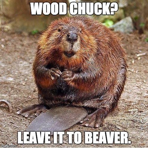 Rbeaver | WOOD CHUCK? LEAVE IT TO BEAVER. | image tagged in rbeaver | made w/ Imgflip meme maker