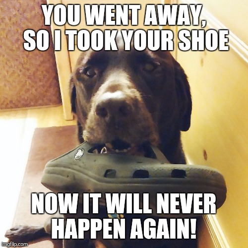 YOU WENT AWAY, SO I TOOK YOUR SHOE NOW IT WILL NEVER HAPPEN AGAIN! | image tagged in chuckie the chocolate lab | made w/ Imgflip meme maker
