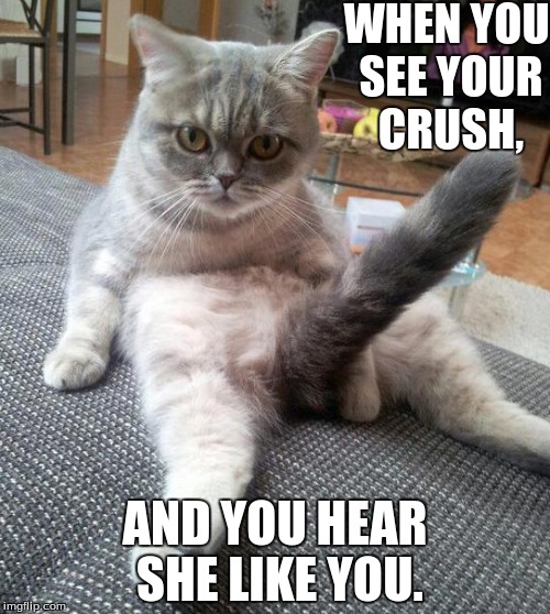 Sexy Cat | WHEN YOU SEE YOUR CRUSH, AND YOU HEAR SHE LIKE YOU. | image tagged in memes,sexy cat | made w/ Imgflip meme maker