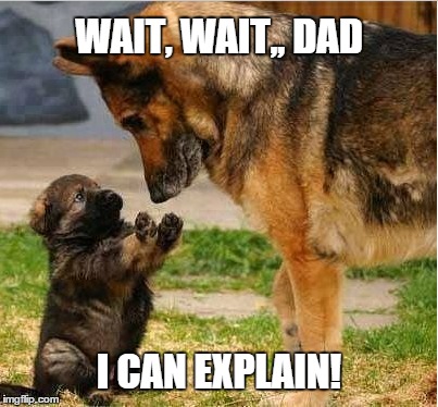 Cute | WAIT, WAIT,, DAD I CAN EXPLAIN! | image tagged in cute dog | made w/ Imgflip meme maker