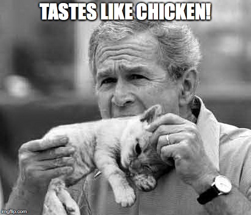 TASTES LIKE CHICKEN! | image tagged in kitten | made w/ Imgflip meme maker