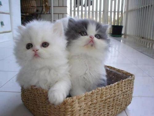 Kittens in a Basket Blank Meme Template