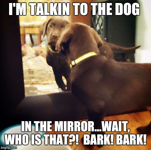 I'M TALKIN TO THE DOG IN THE MIRROR...WAIT, WHO IS THAT?!  BARK! BARK! | image tagged in chocolat lab puppy | made w/ Imgflip meme maker