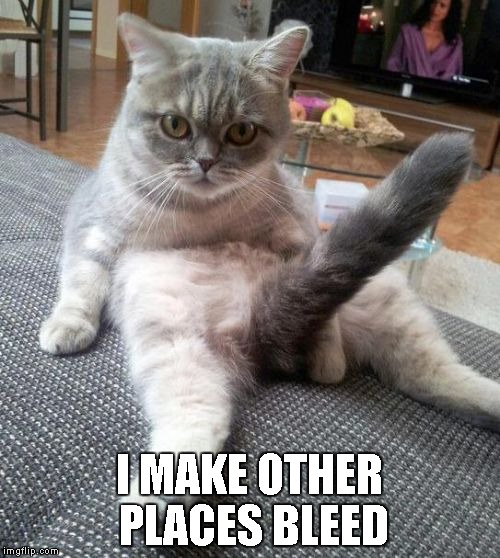 sexy cat | I MAKE OTHER PLACES BLEED | image tagged in sexy cat | made w/ Imgflip meme maker