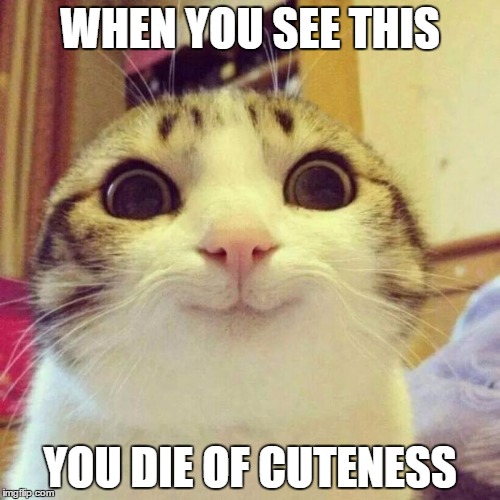 Smiling Cat Meme | WHEN YOU SEE THIS YOU DIE OF CUTENESS | image tagged in memes,smiling cat | made w/ Imgflip meme maker