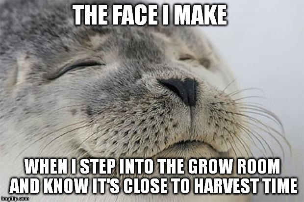 That sweet pungent smell. | THE FACE I MAKE WHEN I STEP INTO THE GROW ROOM AND KNOW IT'S CLOSE TO HARVEST TIME | image tagged in memes,satisfied seal | made w/ Imgflip meme maker