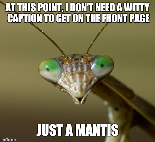 It's true these days. | AT THIS POINT, I DON'T NEED A WITTY CAPTION TO GET ON THE FRONT PAGE JUST A MANTIS | image tagged in memes,mantis | made w/ Imgflip meme maker