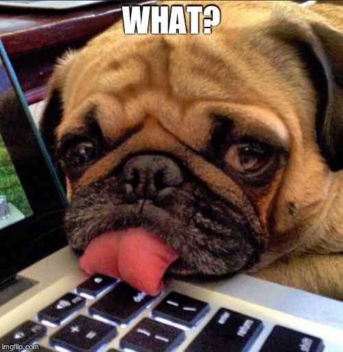 Pug on keyboard | WHAT? | image tagged in pug on keyboard | made w/ Imgflip meme maker