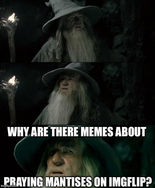 Confused Gandalf | WHY ARE THERE MEMES ABOUT PRAYING MANTISES ON IMGFLIP? | image tagged in memes,confused gandalf | made w/ Imgflip meme maker