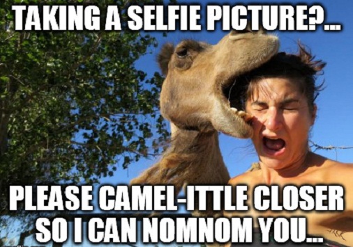 CAMEL SELFIE PIC FAIL | image tagged in camels,fails,funny,nom nom nom