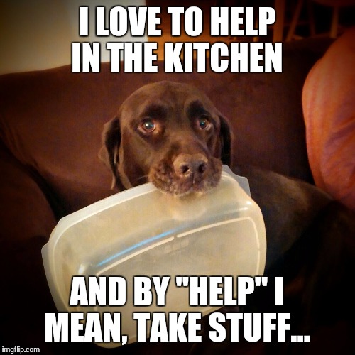 I LOVE TO HELP IN THE KITCHEN AND BY "HELP" I MEAN, TAKE STUFF... | image tagged in chuckie the chocolate lab | made w/ Imgflip meme maker