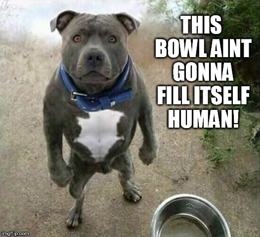 Empty bowl | THIS BOWL AINT GONNA FILL ITSELF HUMAN! | image tagged in pit bull | made w/ Imgflip meme maker