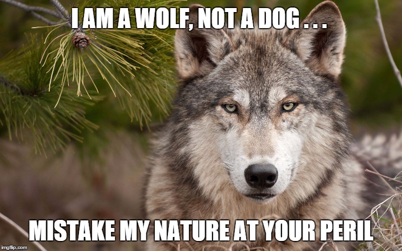 I AM A WOLF, NOT A DOG . . . MISTAKE MY NATURE AT YOUR PERIL | image tagged in wolf | made w/ Imgflip meme maker