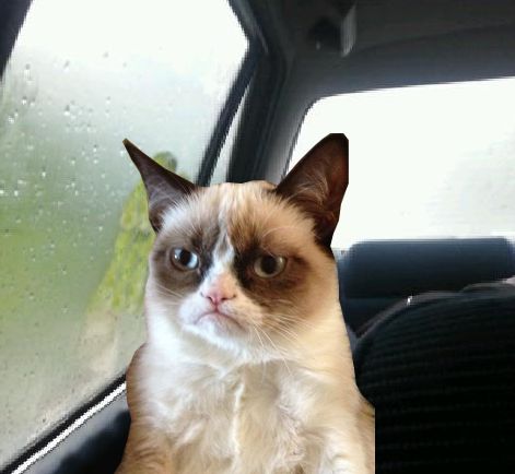Introspective Grumpy Cat Blank Meme Template