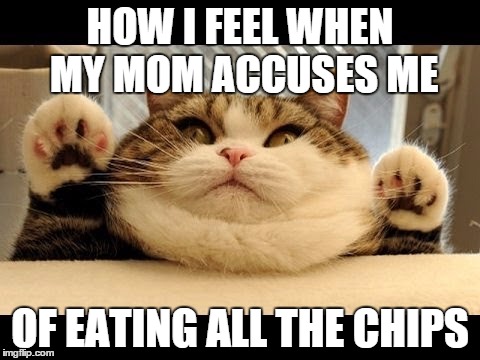 Eatin' dem chips be like | HOW I FEEL WHEN MY MOM ACCUSES ME OF EATING ALL THE CHIPS | image tagged in funny cat memes,lol | made w/ Imgflip meme maker