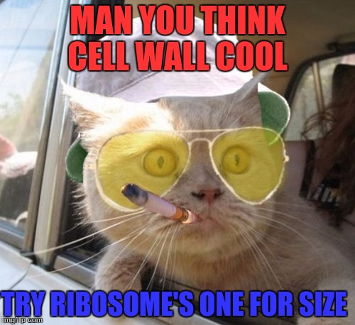 Fear And Loathing Cat | MAN YOU THINK CELL WALL COOL TRY RIBOSOME'S ONE FOR SIZE | image tagged in memes,fear and loathing cat | made w/ Imgflip meme maker