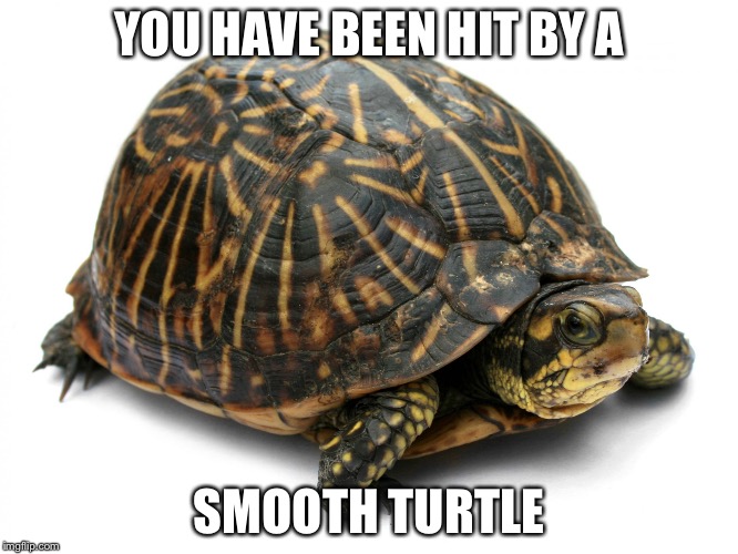 YOU HAVE BEEN HIT BY A SMOOTH TURTLE | image tagged in smooth turtle | made w/ Imgflip meme maker