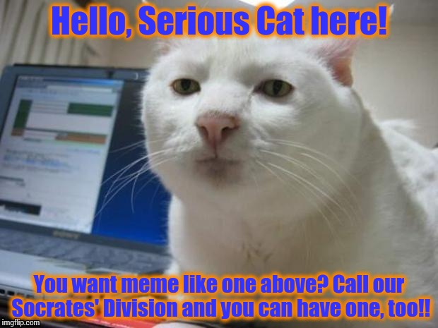 Serious Cat | Hello, Serious Cat here! You want meme like one above? Call our Socrates' Division and you can have one, too!! | image tagged in serious cat | made w/ Imgflip meme maker