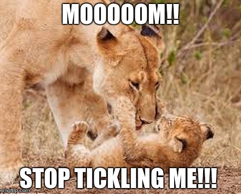 MOOOOOM!! STOP TICKLING ME!!! | image tagged in lion cub and lioness | made w/ Imgflip meme maker