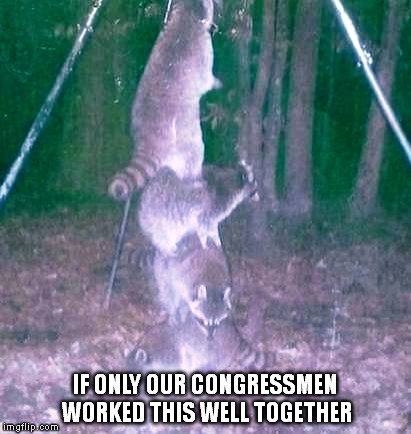 Everyone wins with teamwork.. | IF ONLY OUR CONGRESSMEN WORKED THIS WELL TOGETHER | image tagged in memes,cat burglar raccoon | made w/ Imgflip meme maker
