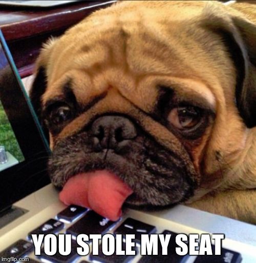 Pug on keyboard | YOU STOLE MY SEAT | image tagged in pug on keyboard | made w/ Imgflip meme maker