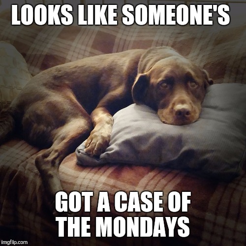 LOOKS LIKE SOMEONE'S GOT A CASE OF THE MONDAYS | image tagged in chuckie the chocolate lab | made w/ Imgflip meme maker