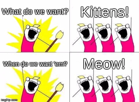 How are you feline about my hissterical cat puns? | What do we want? Kittens! When do we want 'em? Meow! | image tagged in memes,what do we want | made w/ Imgflip meme maker