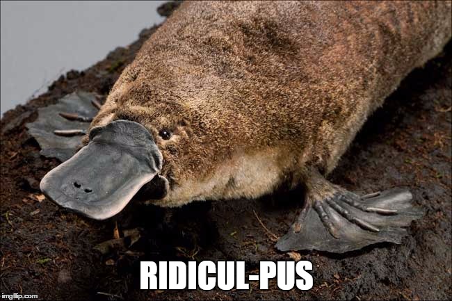 Ridiculous Platypus | RIDICUL-PUS | image tagged in ridiculous,animal,animals,funny animals,funny animal | made w/ Imgflip meme maker