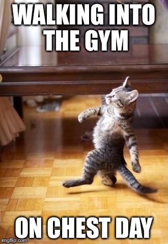 Cool Cat Stroll | WALKING INTO THE GYM ON CHEST DAY | image tagged in memes,cool cat stroll | made w/ Imgflip meme maker