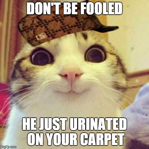 Don't let the cuteness fool ya | DON'T BE FOOLED HE JUST URINATED ON YOUR CARPET | image tagged in memes,smiling cat,scumbag | made w/ Imgflip meme maker