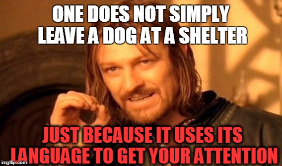 Don't Abandon a Dog Because You Can't Understand Them | ONE DOES NOT SIMPLY LEAVE A DOG AT A SHELTER JUST BECAUSE IT USES ITS LANGUAGE TO GET YOUR ATTENTION | image tagged in memes,one does not simply | made w/ Imgflip meme maker