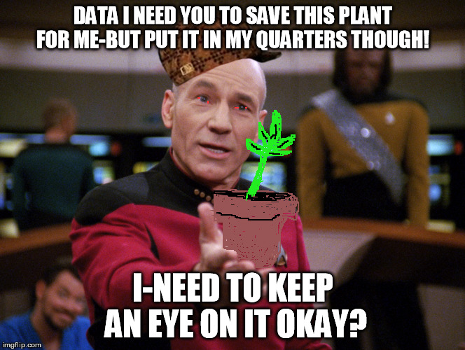 Captain? Query: what are...Funyuns? | DATA I NEED YOU TO SAVE THIS PLANT FOR ME-BUT PUT IT IN MY QUARTERS THOUGH! I-NEED TO KEEP AN EYE ON IT OKAY? | image tagged in picard calmer speech,scumbag,cannabis,legalization,star trek,munchies | made w/ Imgflip meme maker