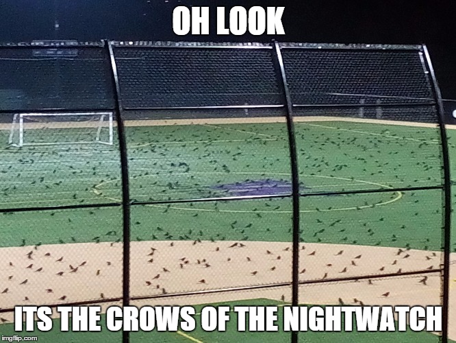 OH LOOK ITS THE CROWS OF THE NIGHTWATCH | made w/ Imgflip meme maker